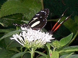 Image of butterfly.jpg