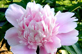 Image of flower3.jpg