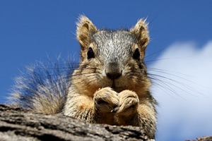Image of squirrel.jpg